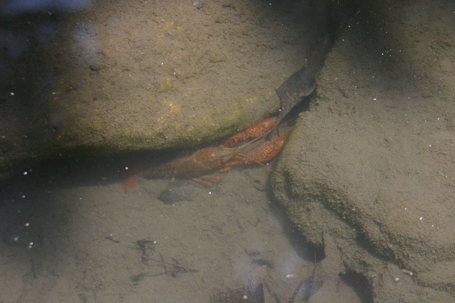 富岡総合公園　ザリガニ