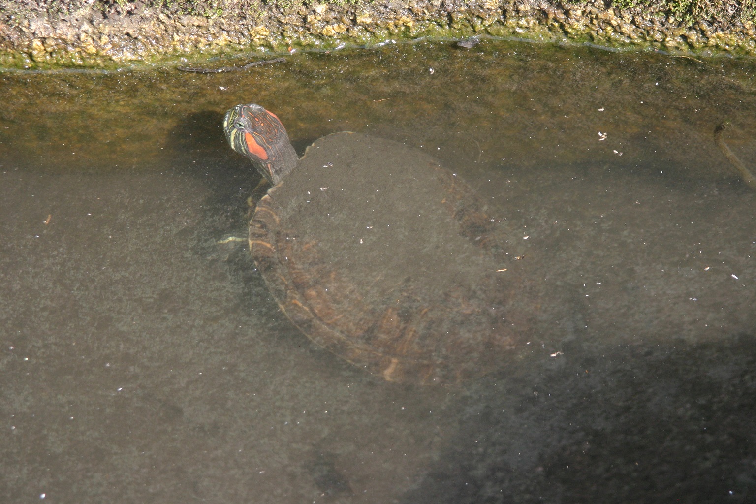 富岡総合公園 亀