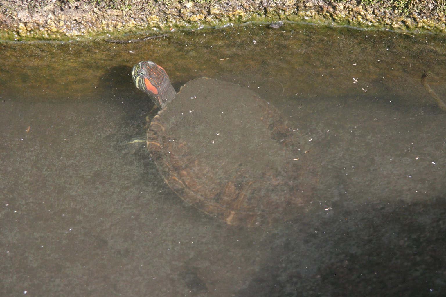 富岡総合公園　亀