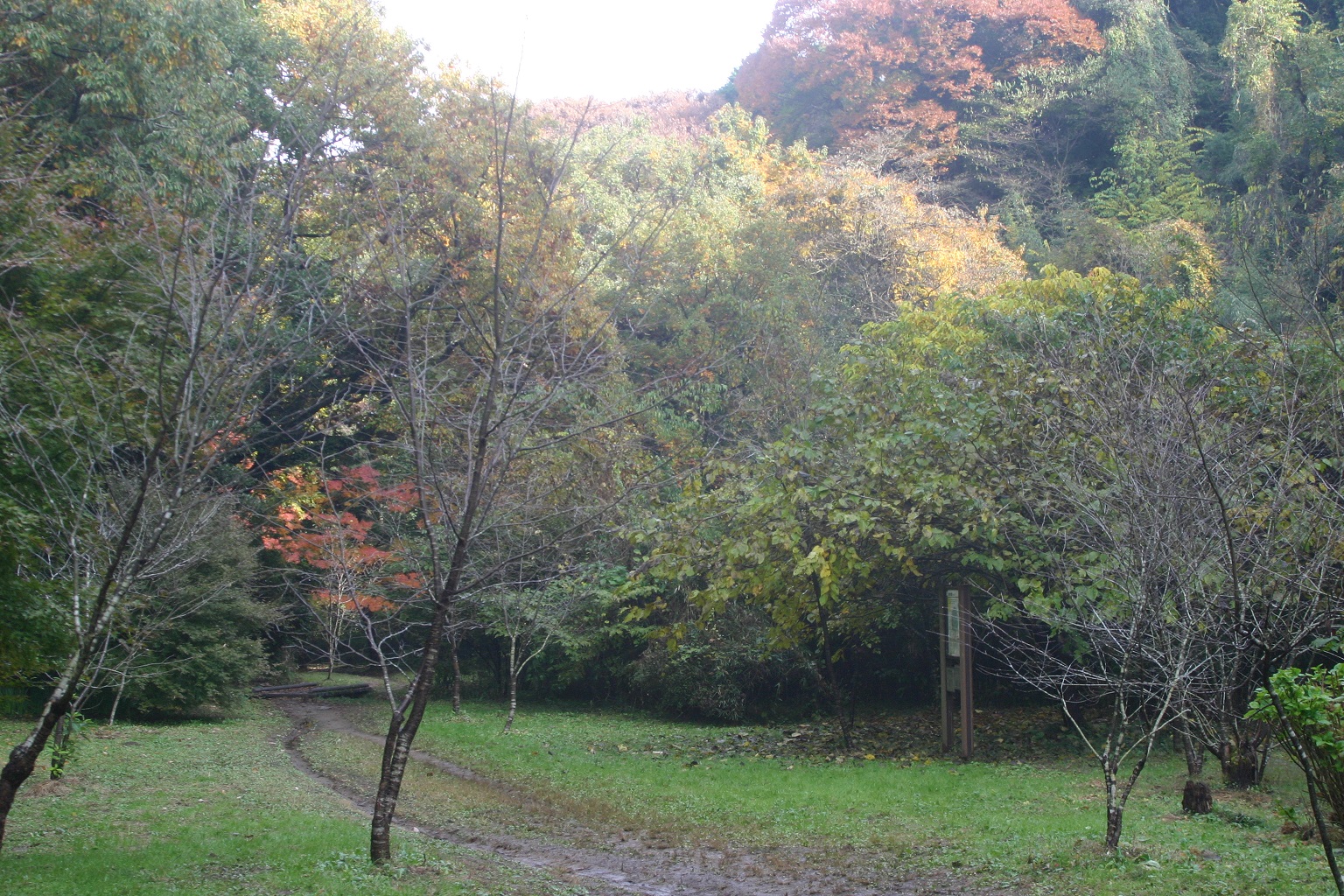 氷取沢市民の森