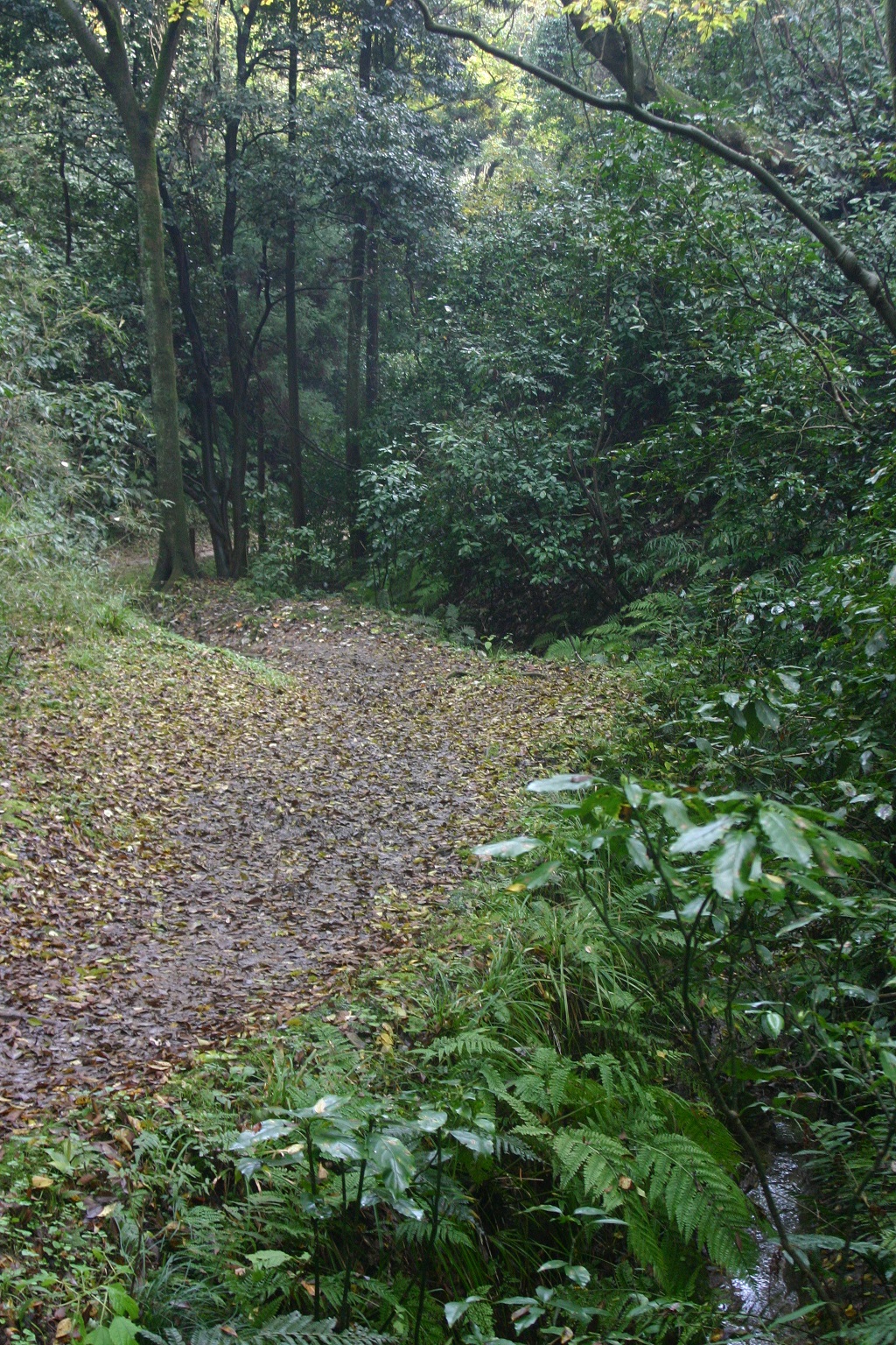 氷取沢市民の森