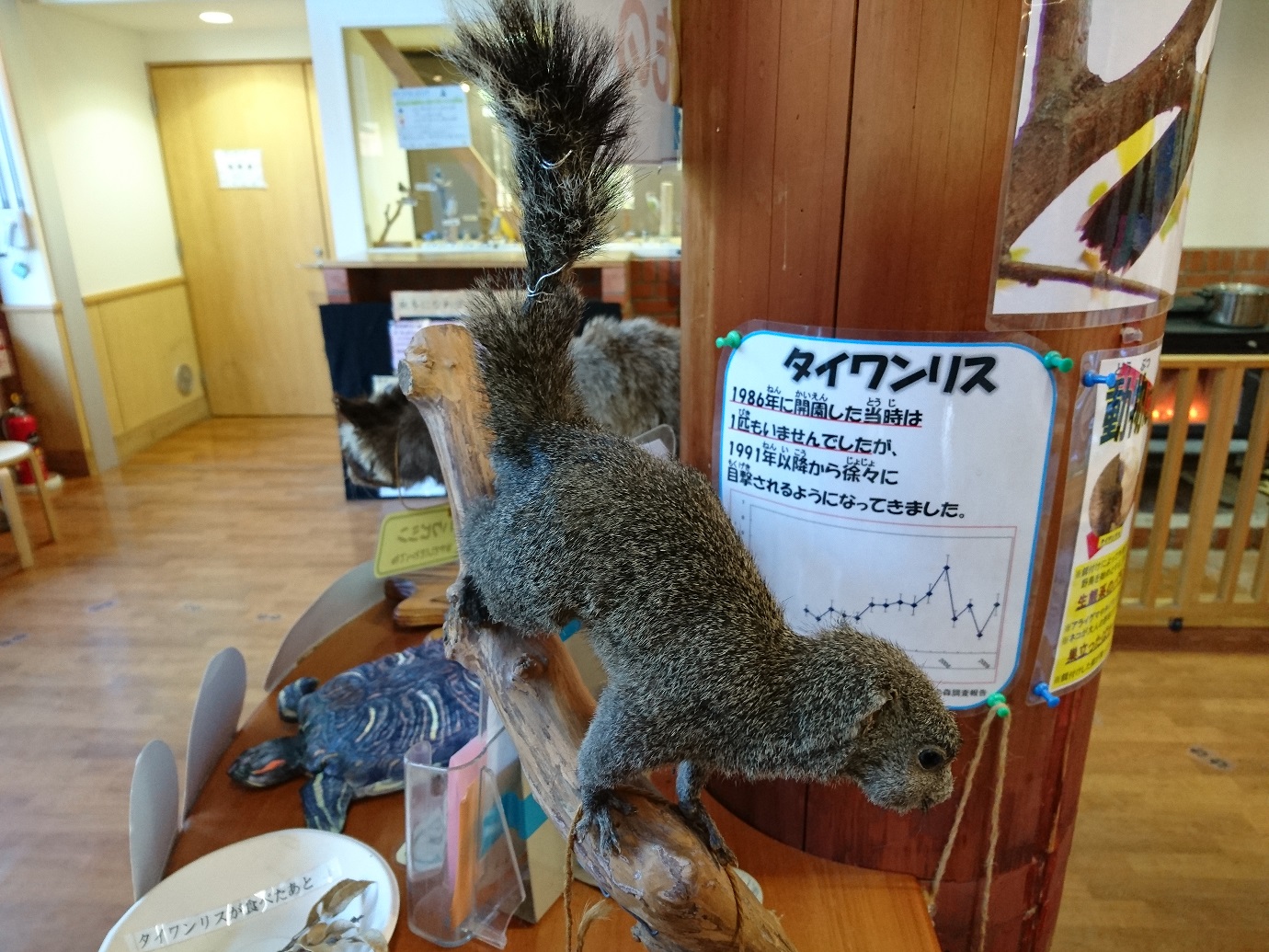 横浜自然観察の森　台湾リス