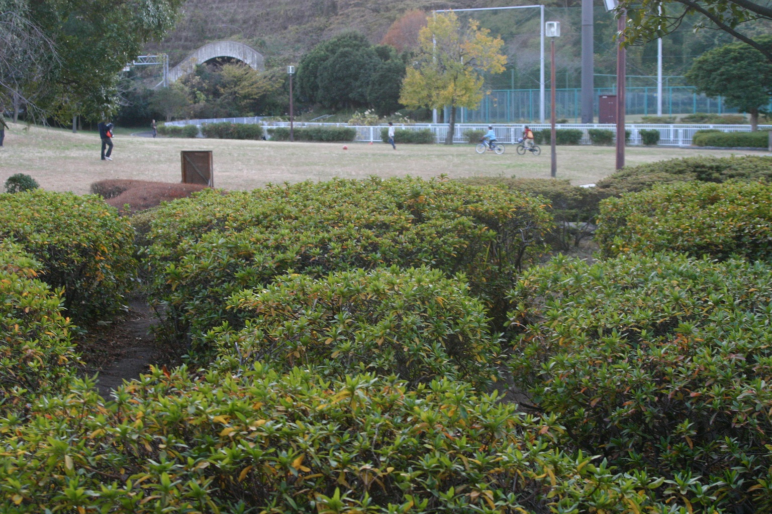 長浜公園 迷路
