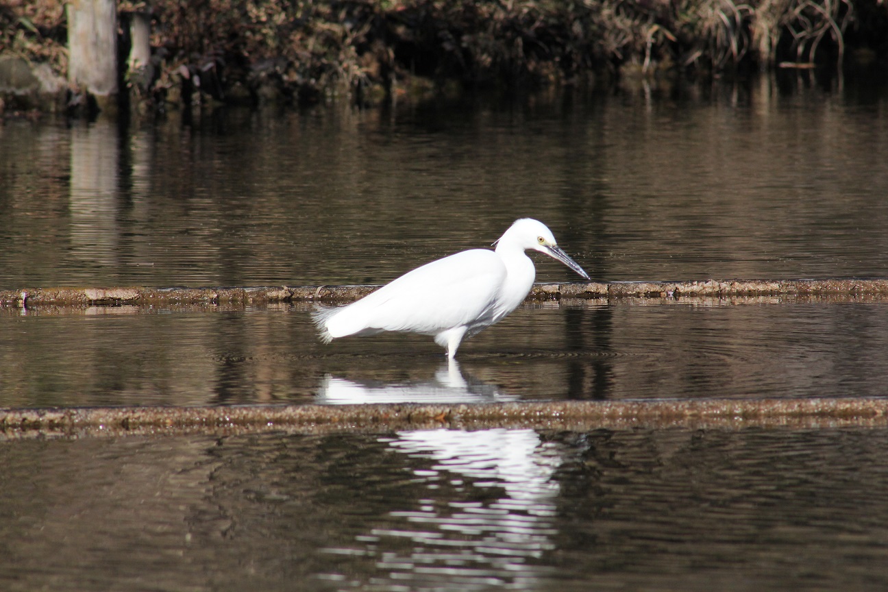 金沢自然公園　みずの谷　野鳥