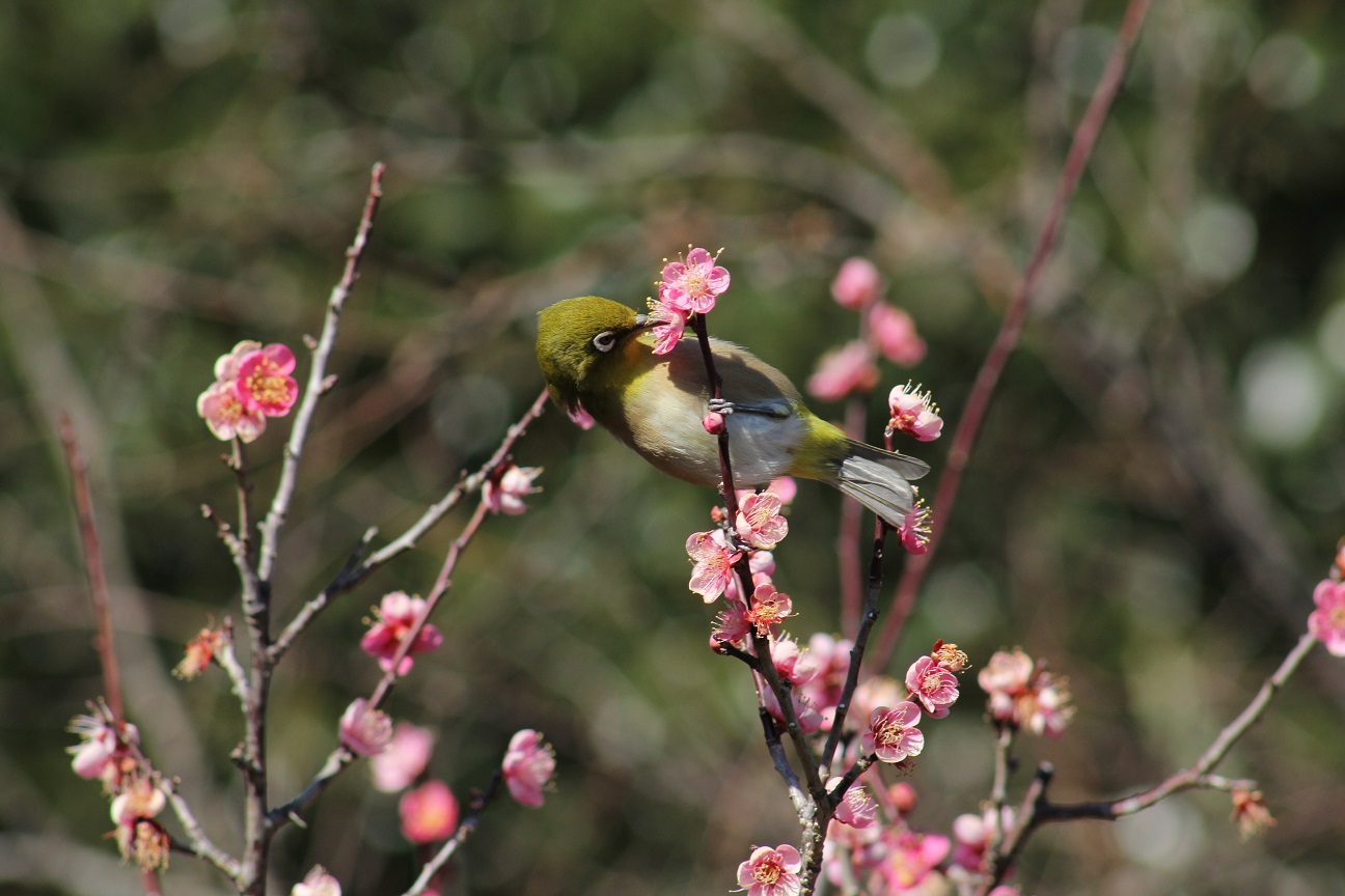 金沢自然公園　うきうき林　梅