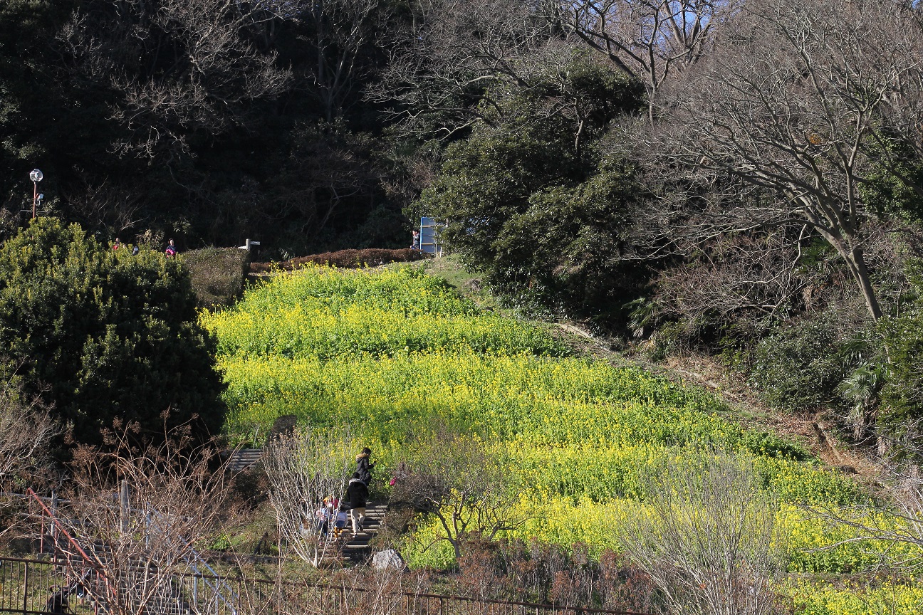 金沢自然公園　菜の花畑