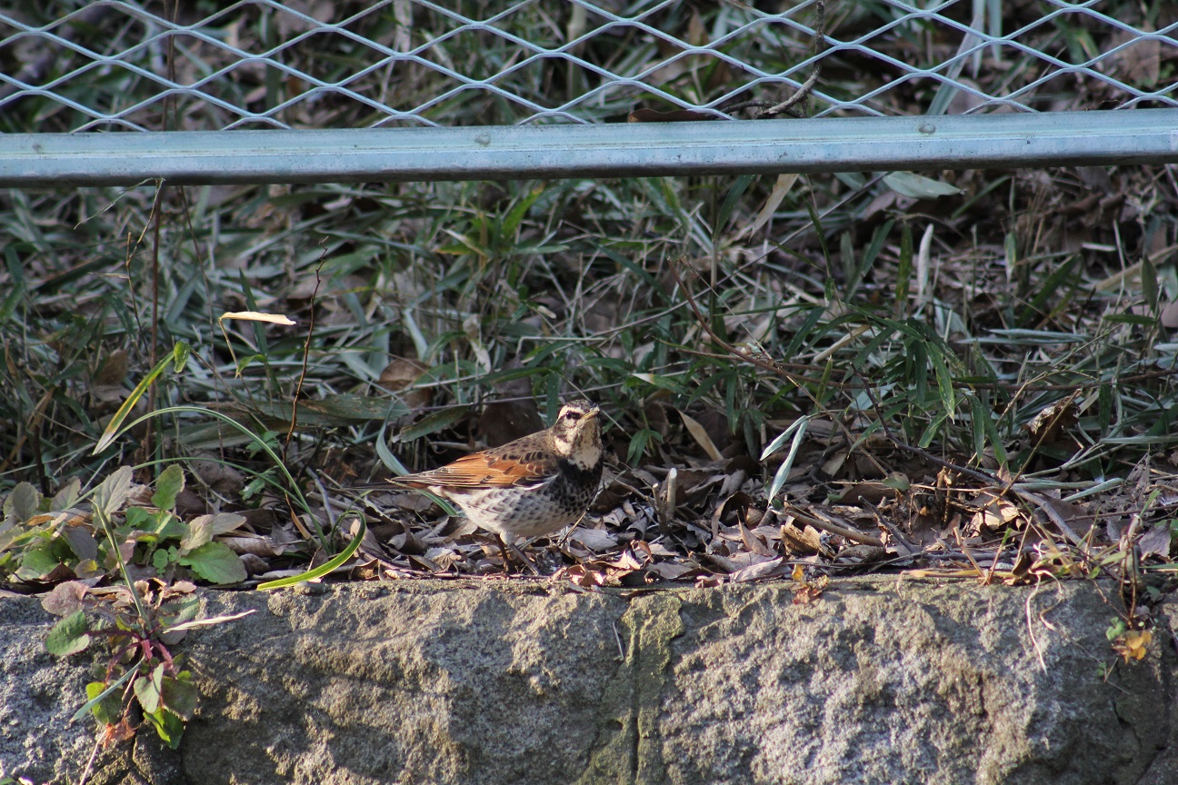 富岡総合公園 ケヤキ広場 野鳥