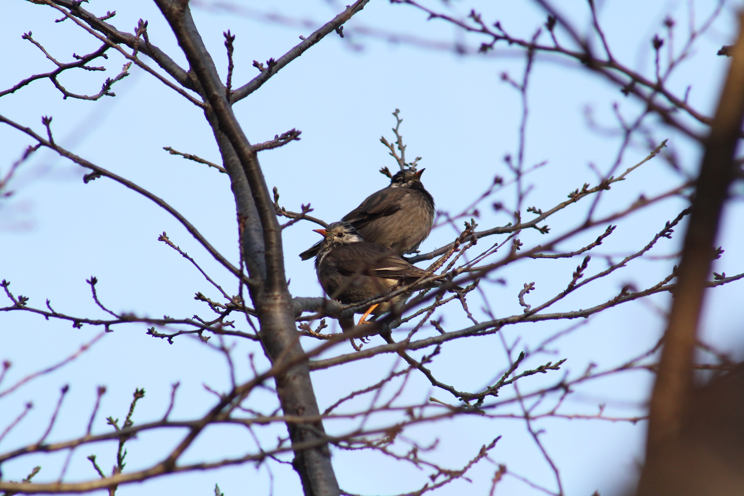 富岡総合公園 ケヤキ広場 野鳥