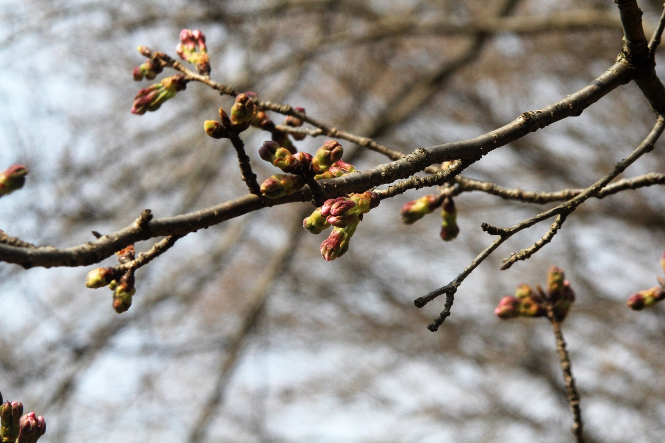 桜のつぼみ