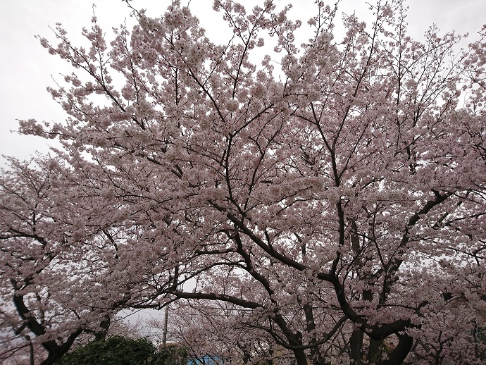 富岡総合公園 桜