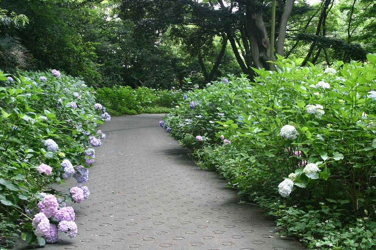 富岡総合公園 アジサイ