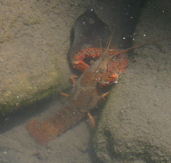 富岡総合公園 ザリガニ