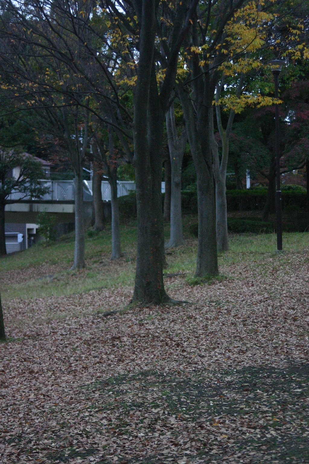 富岡総合公園