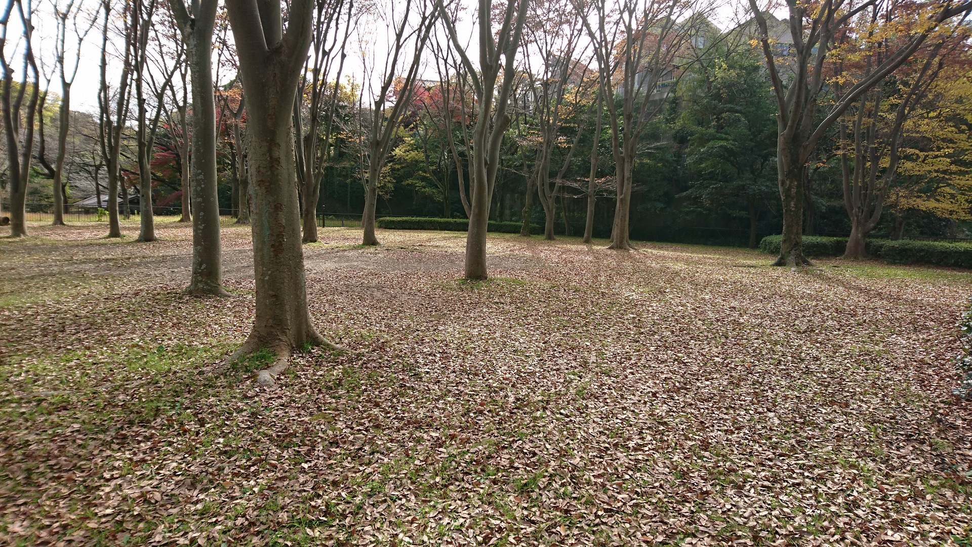 富岡総合公園 ケヤキ広場