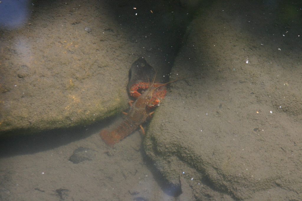 富岡総合公園　ザリガニ